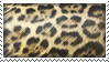 Leopard spots